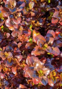 Close-up of dense, glossy, reddish-brown foliage on Coprosma 'Karo Red', a low-growing plant with sunlight accentuating the shiny leaves and rich texture.