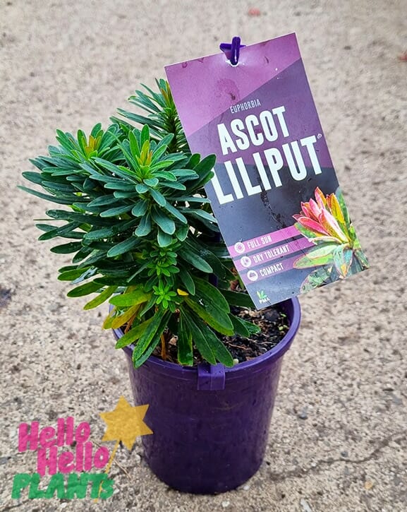 Euphorbia 'Ascot Liliput'