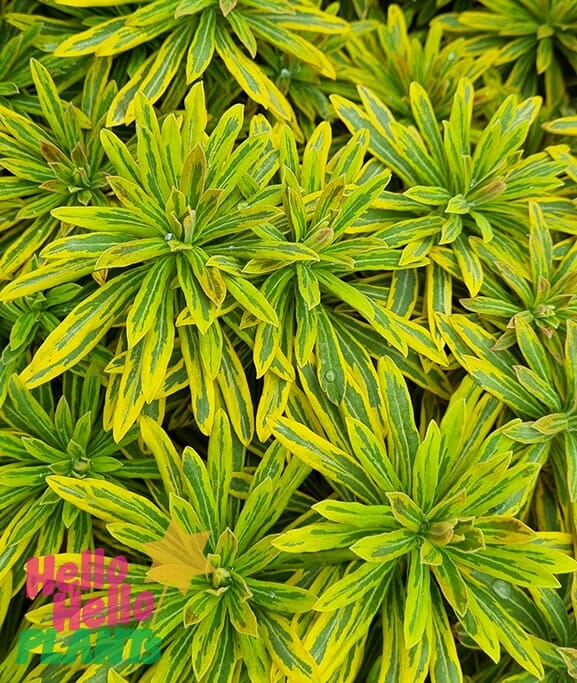 Euphorbia 'Ascot Rainbow'