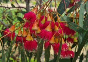 Bright red, fringed clusters of flowers hang from the branches of Eucalyptus 'Euky Dwarf Gum', contrasting beautifully with its slender green leaves.