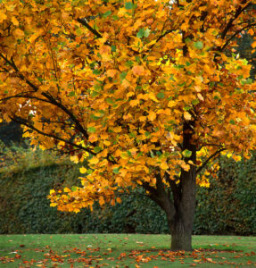 A Liriodendron 'Tulip Tree' with yellow and orange autumn leaves stands on a grassy lawn, bordered by a hedge.