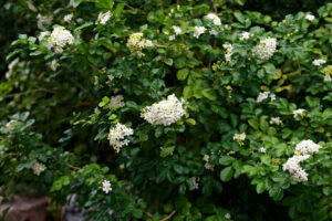 Murraya 'Orange Jessamine' is a dense green bush with glossy leaves and clusters of small white flowers.