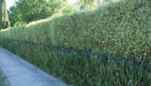 A neatly trimmed Pittosporum 'Silver Sheen' hedge borders a sidewalk, with lush green plants and delicate white flowers at its base, while trees rise in the background.