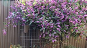 A dense cluster of Hardenbergia 'Happy Wanderer' vines climbs a metal wire trellis on a corrugated metal fence, featuring green leaves and abundant small purple flowers.