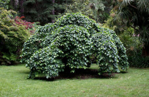 Ulmus glabra 'Weeping Elm' 16" Pot