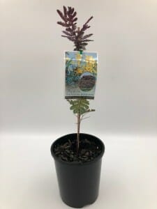 A potted Acacia 'Purple Cootamundra Wattle' 6" Pot with a postcard featuring a landscape painting attached to one of its branches, set against a plain white background.