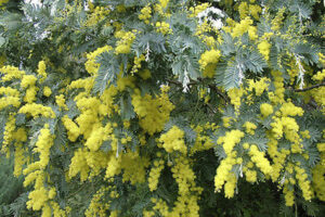 The Acacia 'Silver Wattle' in a 10" pot features green, fern-like leaves adorned with blooming yellow mimosa flowers.