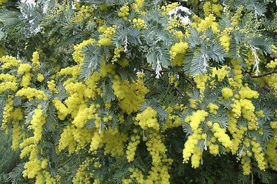 The Acacia 'Silver Wattle' in a 10" pot features green, fern-like leaves adorned with blooming yellow mimosa flowers.