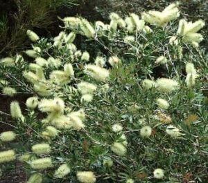 Callistemon 'Willow Bottlebrush' (White)