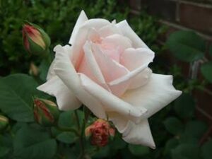 Rose 'Ophelia' Climber