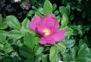 Rose 'Rugosa Scabrosa' Bush Form