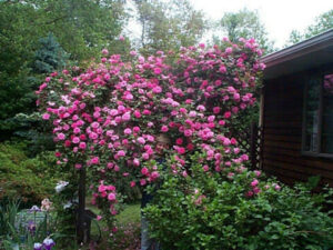 Rose 'Zephirine Drouhin' Climber