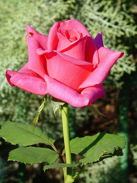 Rose 'Pink Kardinal'