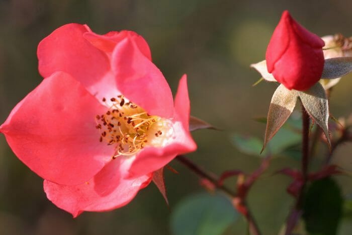 Rose 'Coral Meidiland'