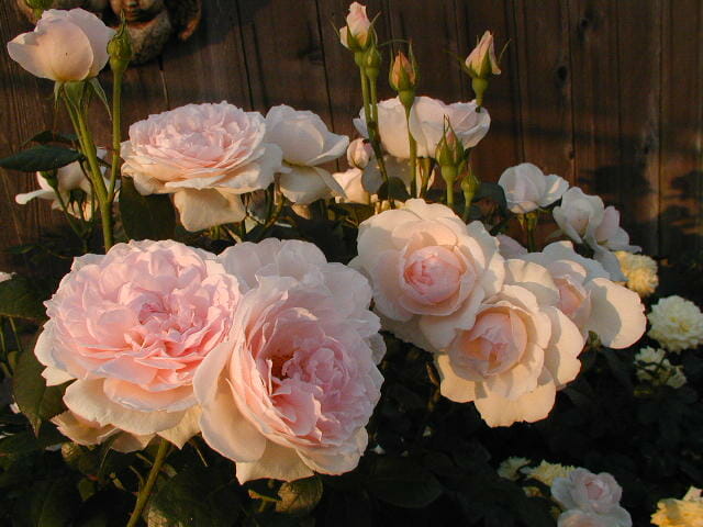 Rose 'Chaucer' (David Austin)