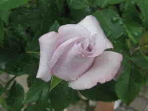 Rose 'Lagerfeld' 2ft Standard