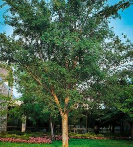 A tall Ulmus parvifolia 'Chinese Elm' stands in a grassy area, surrounded by low pink flowers, with a building and more trees in the background under a blue sky.