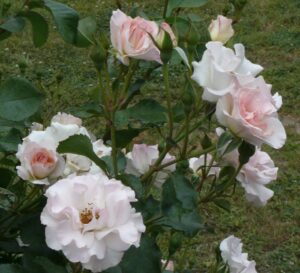 Rose 'French Lace'