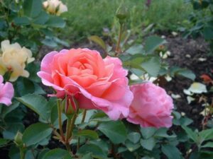 Rose 'Lilian Austin' (David Austin)