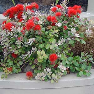A variety of succulent plants, including some Metrosideros 'NZ Christmas Tree' with red fluffy flowers, growing lushly in a Tahiti 13" Pot.