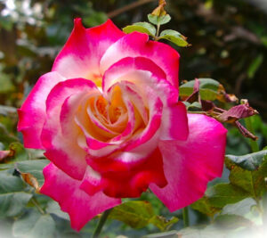 Rose 'Olympic Torch'