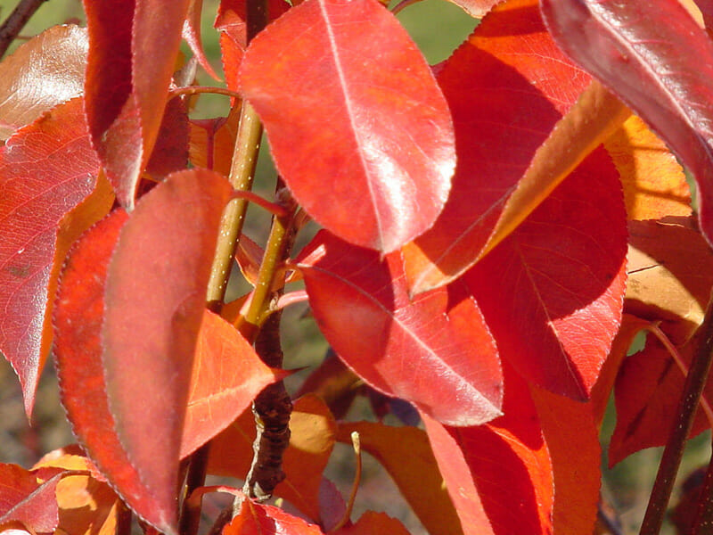 Pyrus 'Cleveland' Ornamental Pear