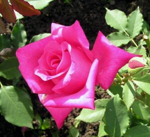 Rose 'Peter Frankenfeld'