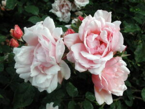 Rose 'Albertine'