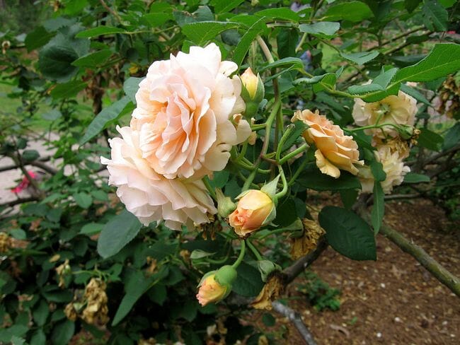 Rose 'Buff Beauty' Climber