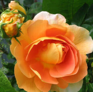 Rose 'Charles Austin' (David Austin) 3ft Standard