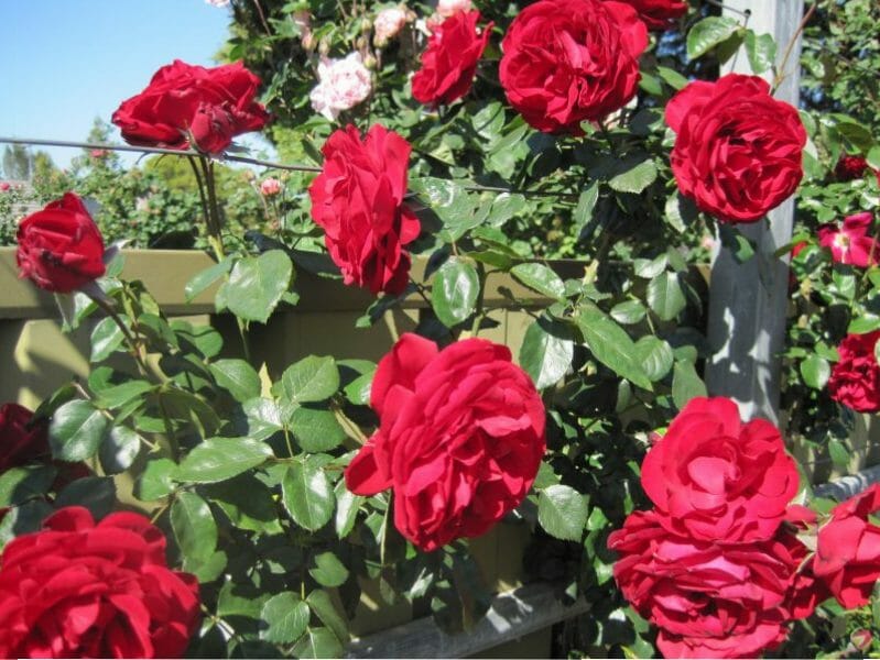 Rose 'Dublin Bay' Climber