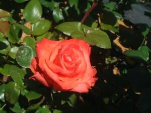 Rose 'Sunburnt Country' Bush Form