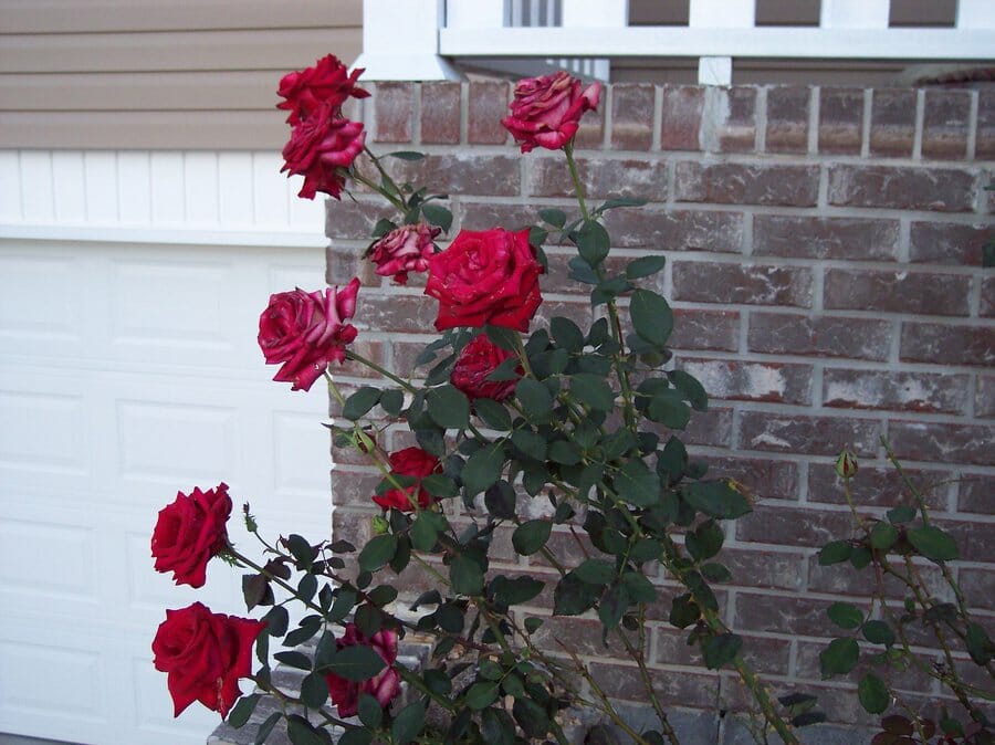 Rose 'Samantha' Bush Form