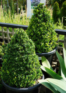 Buxus 'English Box' Topiary Cone 16" Pot