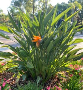 A Strelitzia 'Bird of Paradise' displays lush green leaves and a single orange bloom in a sunlit garden bed, surrounded by pink blossoms.