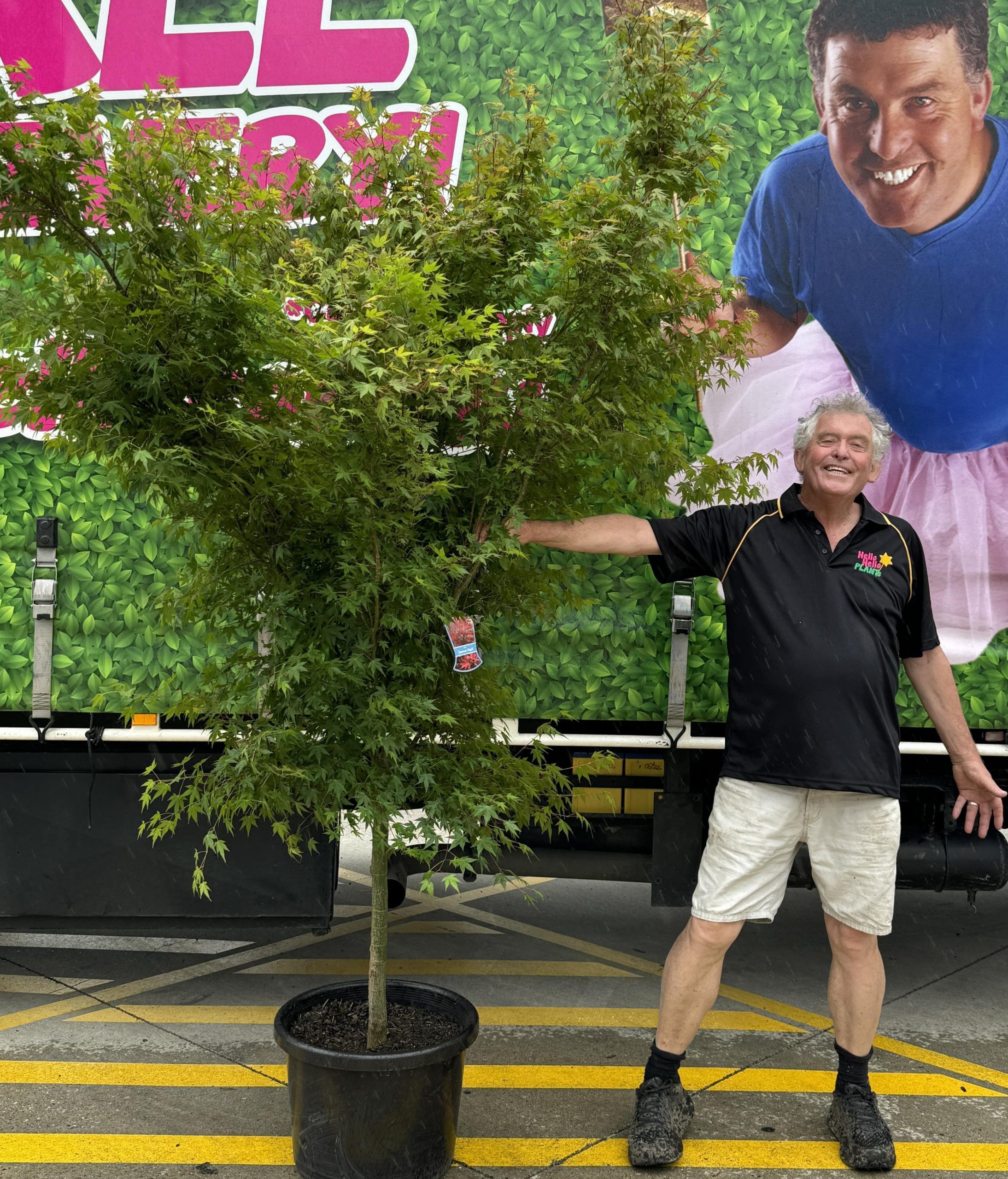 A man standing in front of an Acer palmatum 'Japanese Maple' 20" Pot.