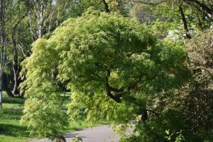 A lush green Acer 'Trident' Japanese Maple with dense foliage stands by a paved pathway in a park, surrounded by greenery.