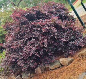 A dense Loropetalum 'China Pink' shrub with dark burgundy leaves grows behind a border of rocks and pine straw mulch, framed by trees and a paved path in the background.