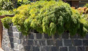 A dense, green Acacia 'Limelight' shrub with fine, feathery foliage cascades over a low, circular stone wall in a residential garden.