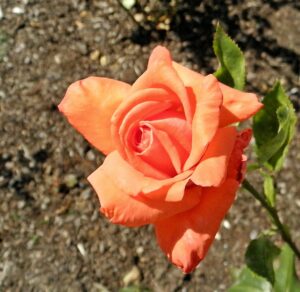 Rose 'Command Performance' Bush Form