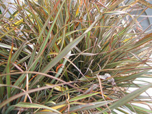 Phormiun 'Jack Spratt' Flax