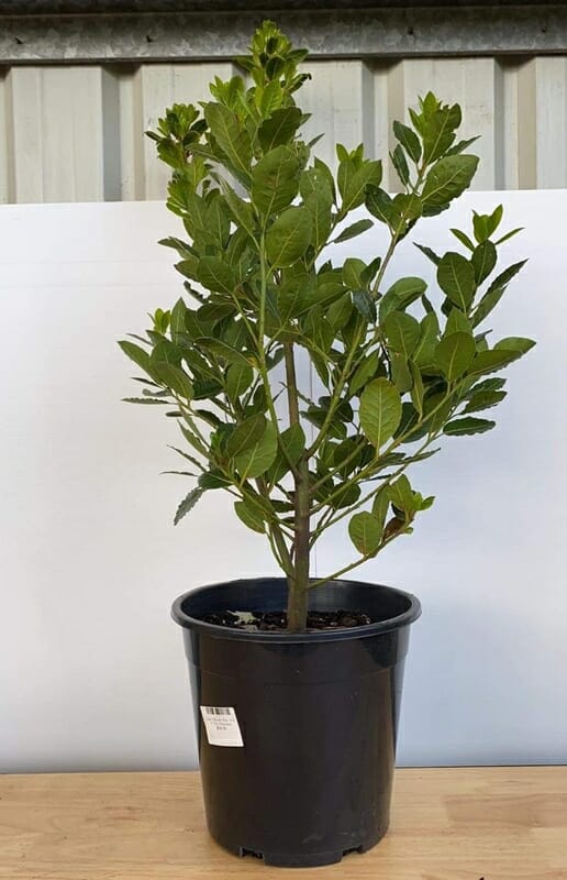 A Laurus 'Bay Tree' in a 10" pot, adorned with vibrant lush green leaves, stands gracefully against a white and gray backdrop.