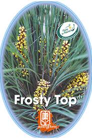 Lomandra 'Frosty Top'