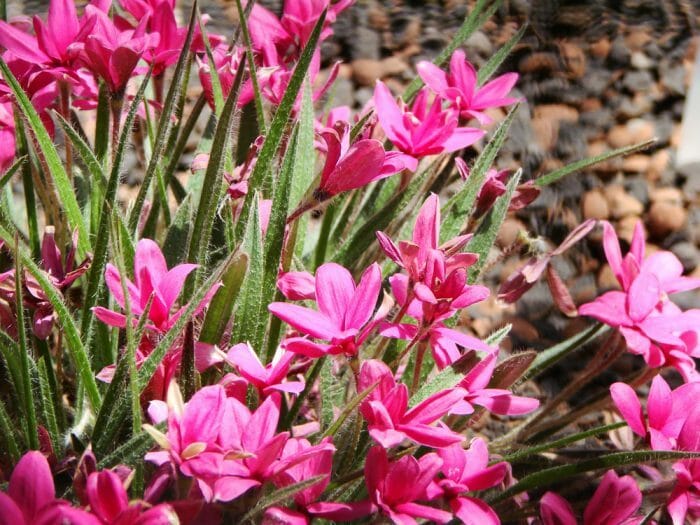 Rhodohypoxis 'Pink'