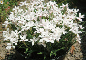 Rhodohypoxis 'White'