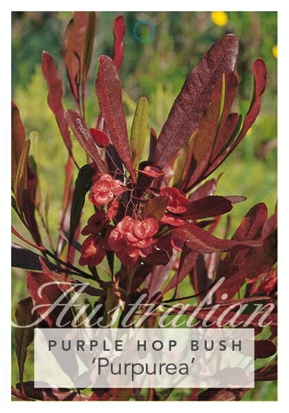 Dodonaea 'Purple Hop Bush'
