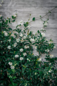 Trachelospermum 'Chinese Star Jasmine' features green leafy vines and clusters of small white flowers growing along a textured gray wooden wall.