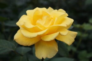 Rose 'Helmut Schmidt'