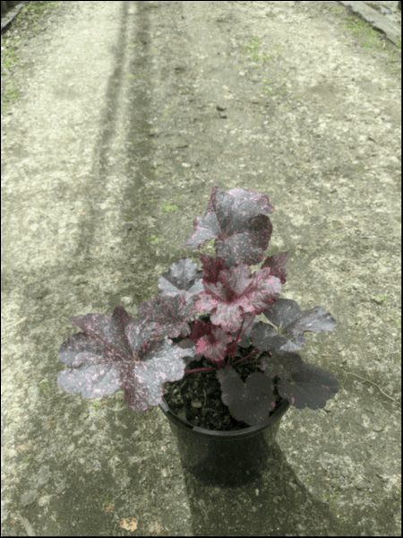 A Heuchera 'Midnight Rose' Coral Bells in a 6" pot, with purple and green leaves, sits on a textured path under sunlight.