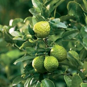 Citrus 'Kaffir' Lime Tree